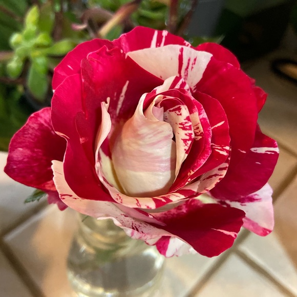 Meet your Posher, Michelle - Picture 5 of 8